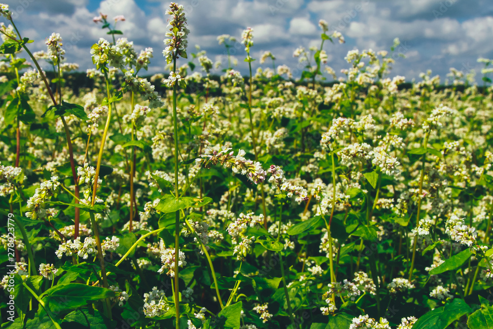 Blooming buckwheat against cloudy sky. Farming concept. Agriculture, harvest, crop season, field, plant, closeup