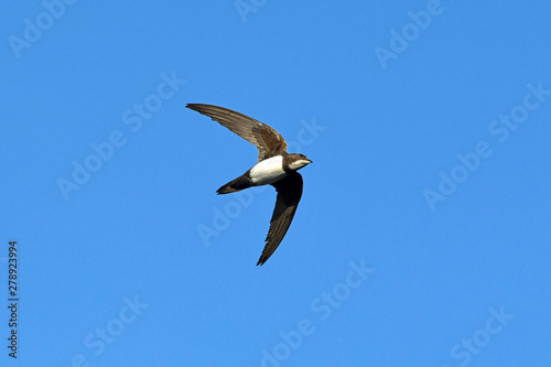 Alpensegler (Tachymarptis melba) / (Apus melba) - Alpine swift photo