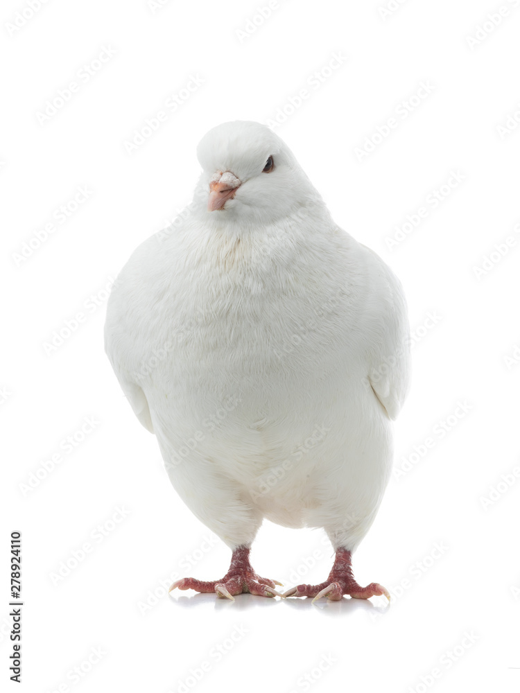white dove isolated white dove isolated