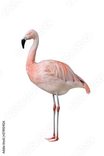 Greater pink flamingo  Phoenicopterus roseus 
