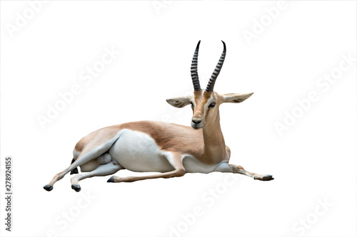 Tableau sur toile dorcas gazelle isolated on white