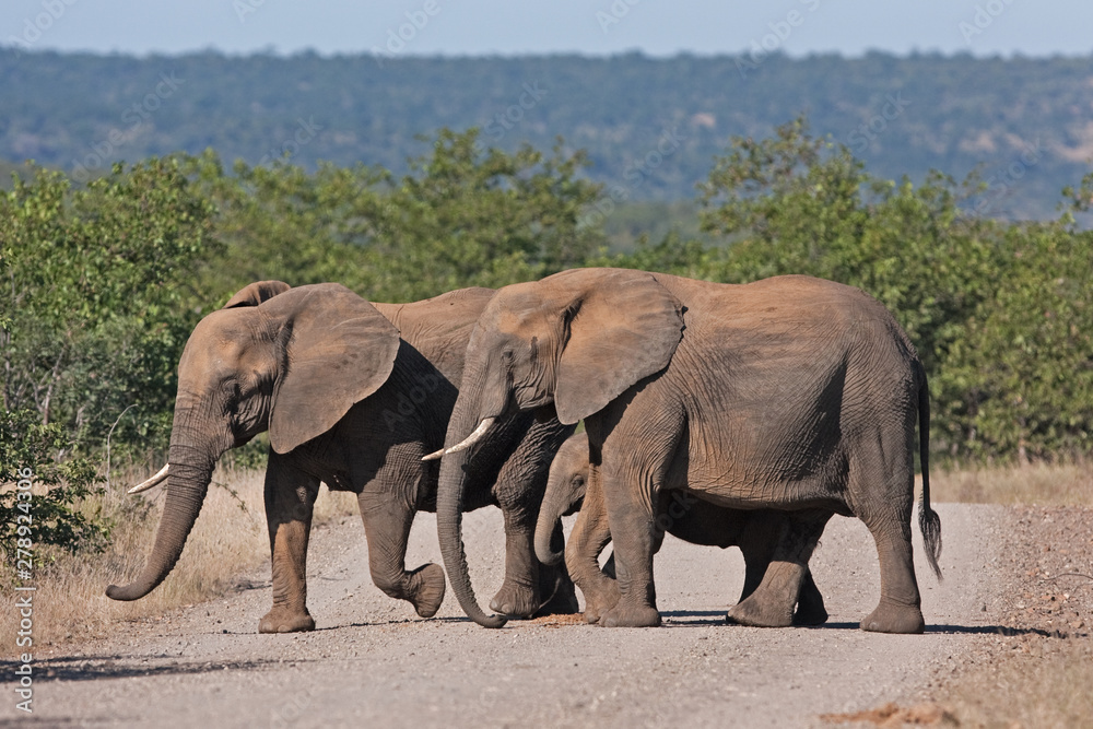 African bush elephant, loxodonta africana, Kruger National park