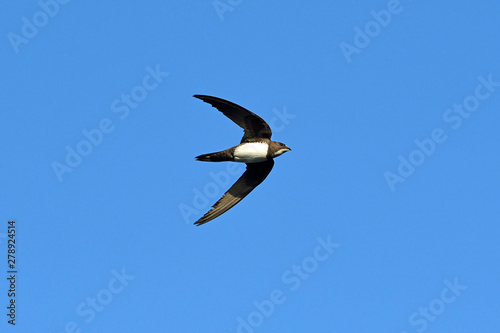 Alpensegler (Tachymarptis melba) / (Apus melba) - Alpine swift photo