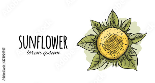 Sunflower, sketch for your design