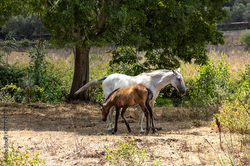 Two horses grazing in a pasture