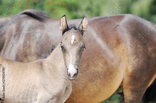 brown horse foal standing and looking in front of mare
