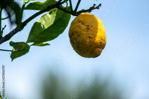 lemon on branch of air with visible sky