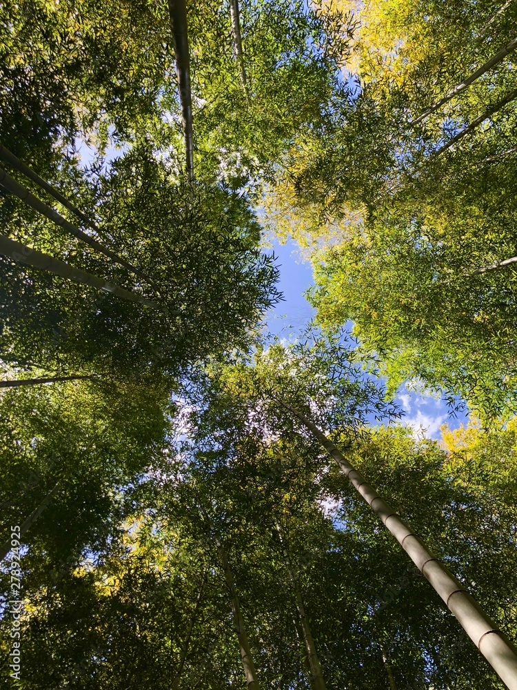 Fototapeta premium 竹林