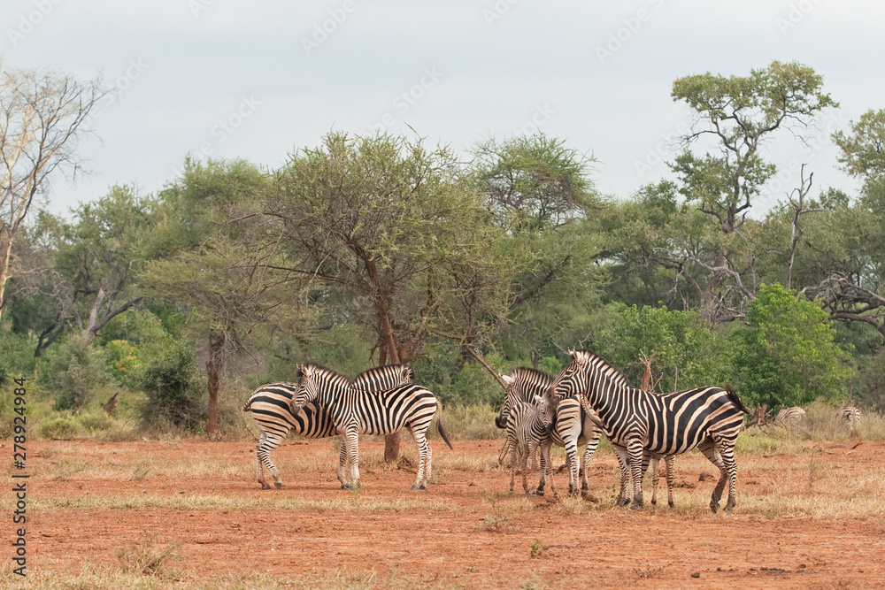 Obraz premium plains zebra, equus quagga, equus burchellii, common zebra, Kruger national park