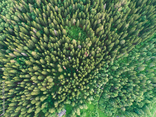 Aerial view of green boreal forest filled with spruce trees