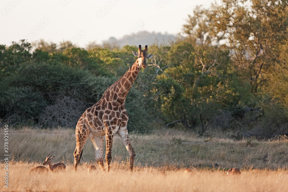 Obraz premium South African giraffe, cape giraffe, giraffa giraffa giraffa, Kruger national park
