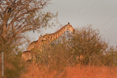 South African giraffe  cape giraffe  giraffa giraffa giraffa  Kruger national park