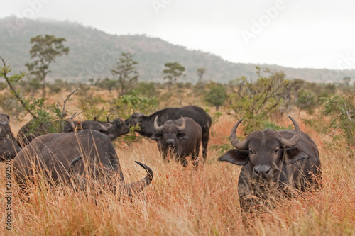 African buffalo  cape buffalo  syncerus caffer  Kruger national park