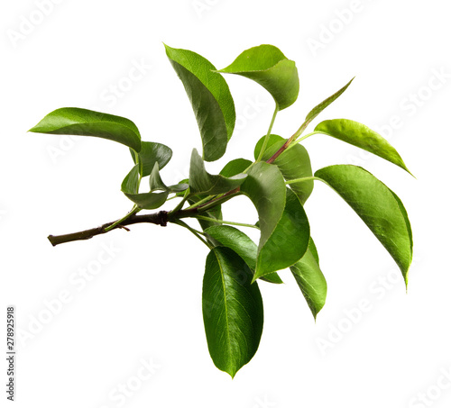 pear tree branch on an isolated white background. stick pear tree with green foliage isolate