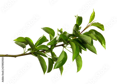 pear tree branch on an isolated white background. stick pear tree with green foliage isolate