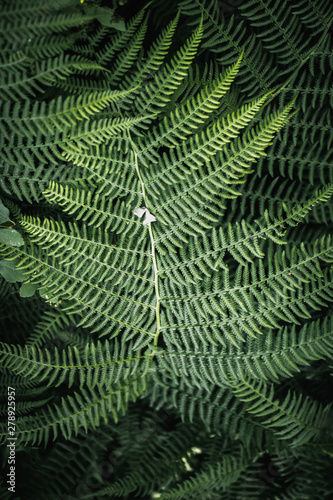 Ferns in the forest. Beautyful ferns leaves green foliage. Natural floral fern background in sunlight. Green fern leaves perfect as background.