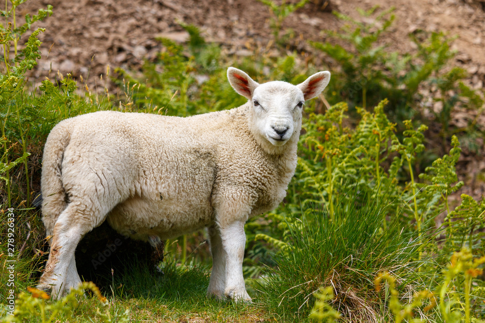 Young sheep, lamb standing on a hill and facing the camera, Scotland, summertime, cute Young sheep, lamb standing on a hill and facing the camera, Scotland, summertime, cute