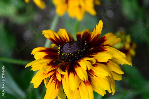Rudbekia hairy - a herbaceous plant, a species of the genus Rudbeckia of the family Compositae