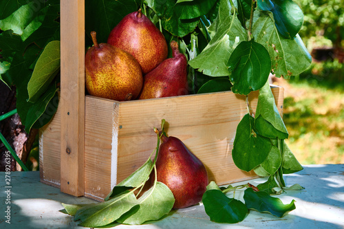 Fresh, red pears in a basket with a background of fresh, green leaves on a branch.
