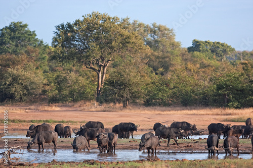 African buffalo  cape buffalo  syncerus caffer  Kruger national park