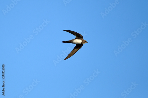 Alpensegler (Tachymarptis melba) / (Apus melba) - Alpine swift photo