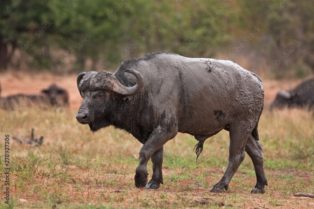 African buffalo, cape buffalo, syncerus caffer, Kruger national park African buffalo, cape buffalo, syncerus caffer, Kruger national park
