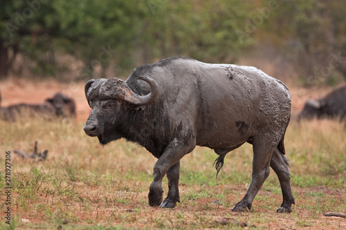 African buffalo, cape buffalo, syncerus caffer, Kruger national park