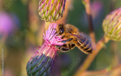 bee sitting on a Thistle macro.