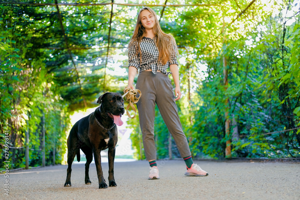 Young girl is walking with her dog on a leash on asphalt sidewalk. Strong black labrador and stafford terrier mix breed in green summer park. Young girl is walking with her dog on a leash on asphalt sidewalk. Strong black labrador and stafford terrier mix breed in green summer park.