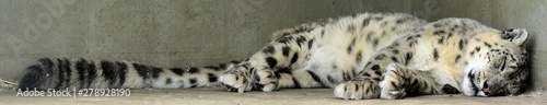 sleeping snow leopard