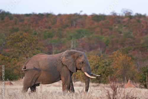 African bush elephant  loxodonta africana  Kruger National park