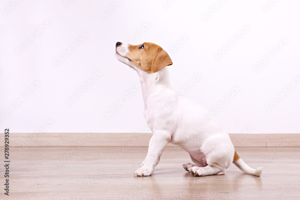 Cute two months old Jack Russel terrier puppy with folded ears. Small adorable doggy with funny fur stains. Close up, copy space, wood textured floor and white wall background. Cute two months old Jack Russel terrier puppy with folded ears. Small adorable doggy with funny fur stains. Close up, copy space, wood textured floor and white wall background.
