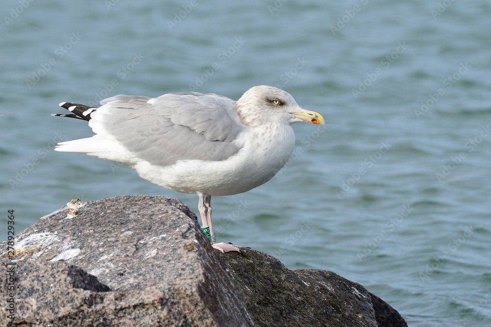 Silbermöwe an der Ostsee