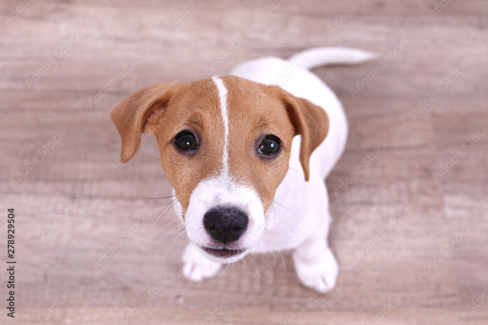 Cute two months old Jack Russel terrier puppy with folded ears. Small adorable doggy with funny fur stains. Close up, copy space, top view, wood textured floor background.