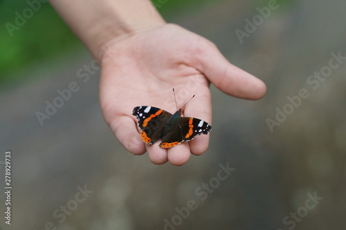 Adult butterfly (dorsal) sitting on the palm of a child. 
