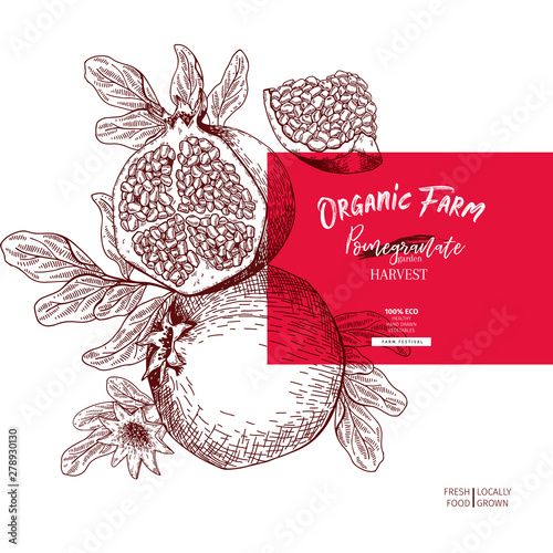 Hand drawn pomegranate composition. Vector engraved illustration. Juicy natural fruit. Food healthy ingredient. For cooking, cosmetic package design, medicinal herb, treating, healthcare.