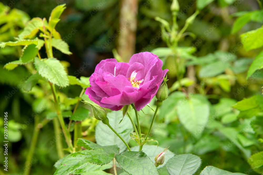 Rose bloom - purple with yellow centre