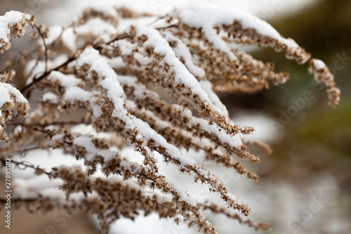 Dry Plants With Some Snow