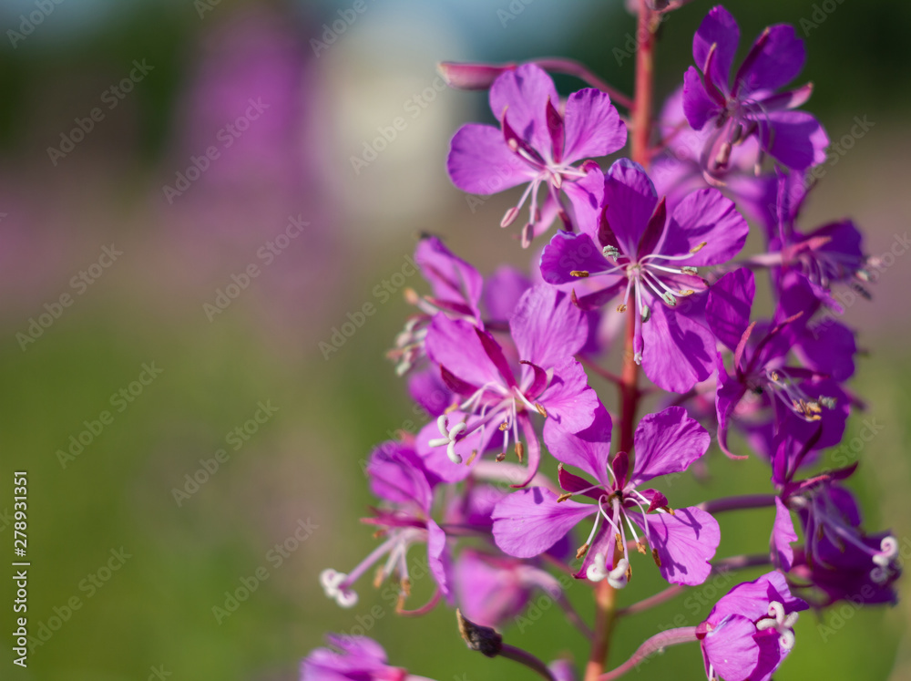 Blooming background with close-up view of willow-herb. Epilobium flower.