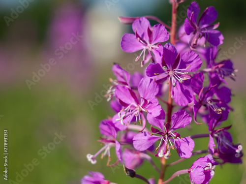 Blooming background with close-up view of willow-herb. Epilobium flower.