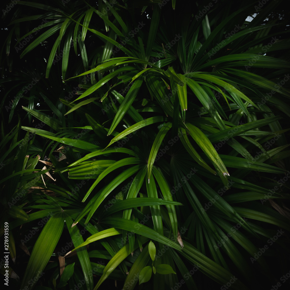 Fototapeta premium Palm leaf pattern on black background