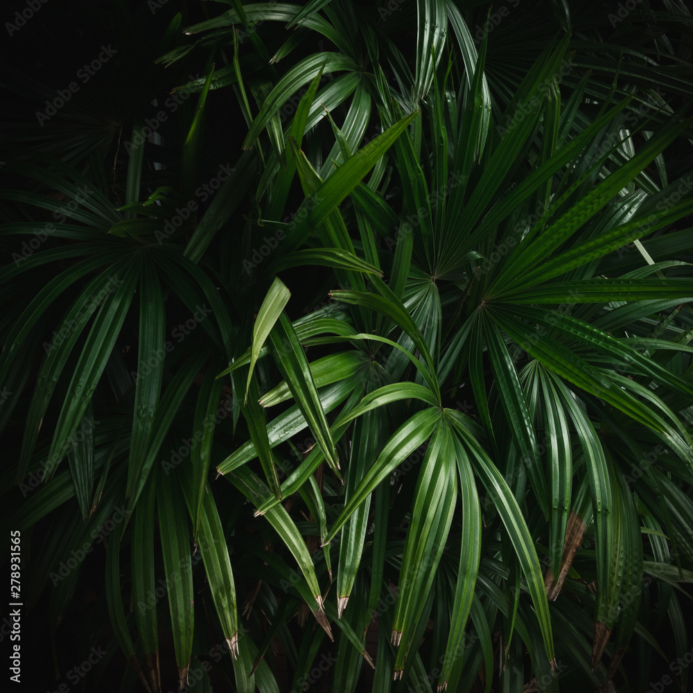 Palm leaf pattern on black background