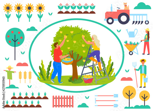 People working in garden vector, man and woman picking pears from tree on farm. Sunflowers and tractor, scarecrow and personage with rakes, carrots and spade. Farmers work