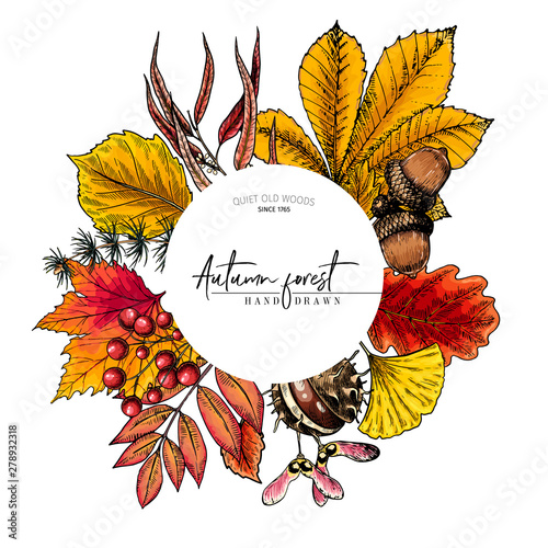 Hand drawn autumn leaf. Vector colorful tree leaves. Fall forest folliage. Maple, oak, chestnut, birch, acorn, ginkgo biloba, eucalyptus, willow, guelder rose, pine. Poster design, holiday decoration.