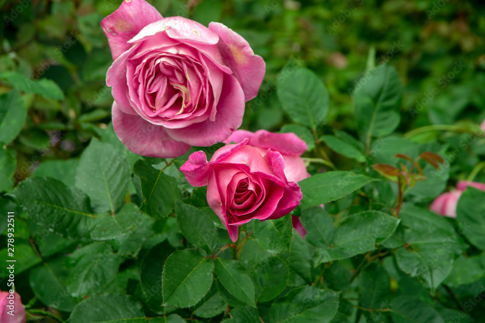 Rose blooms - pink - one fresh and one overblown Rose blooms - pink - one fresh and one overblown