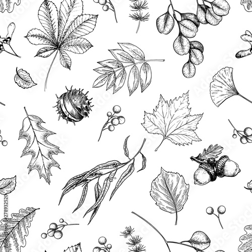 Hand drawn autumn leaf. Vector seamless pattern of tree leaves. Fall forest folliage. Maple, oak, chestnut, birch, acorn, ginkgo biloba, eucalyptus, willow, guelder rose, pine. Autumn in woods.