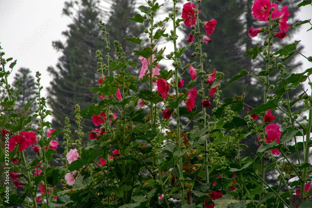 Hollyhock flowers - red and pink against blurred tree background