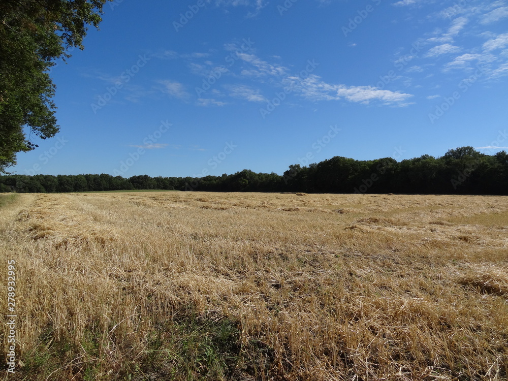 Fototapeta premium Breuillet Champ