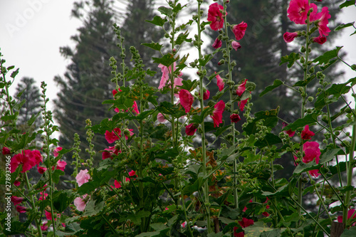 Fototapeta Naklejka Na Ścianę i Meble -  Hollyhock flowers - red and pink against blurred tree background