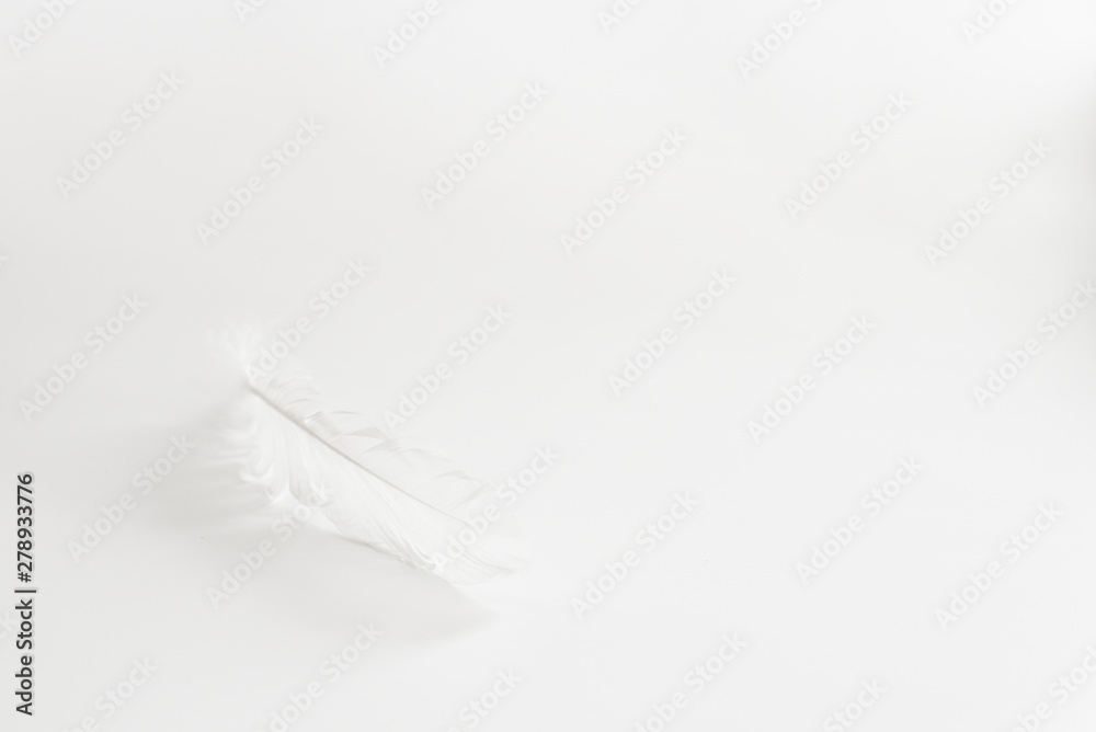White feather on a white background with empty space White feather on a white background with empty space
